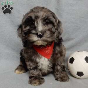 Bentley, Cockapoo Puppy